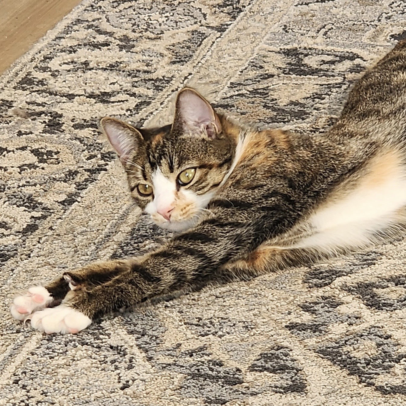 Izabella
