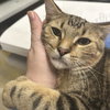 Simba [and Izabella] - Photo 1
