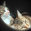 Simba [and Izabella] - Photo 2