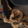 Simba [and Izabella] - Photo 3