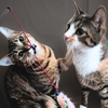 Simba [and Izabella] - Photo 4