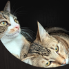 Simba [and Izabella] - Photo 2