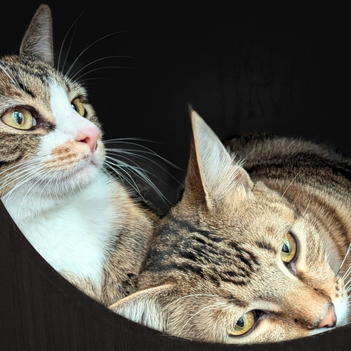 SIMBA [AND IZABELLA] - Domestic Short Hair available for adoption