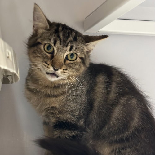 picture of the cat needing adoption