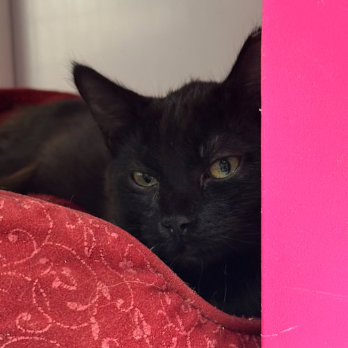 picture of the cat needing adoption