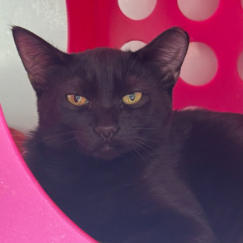 picture of the cat needing adoption