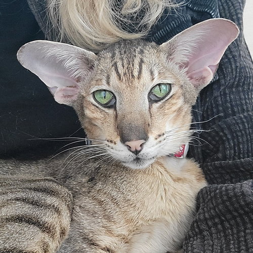 picture of the cat needing adoption
