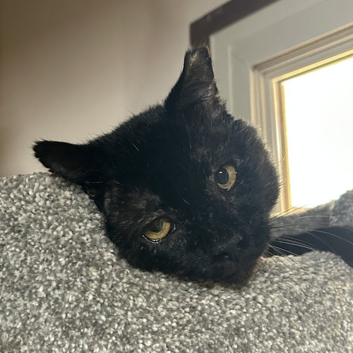 FILBERT - Domestic Short Hair available for adoption