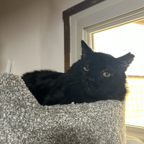 FILBERT - Domestic Short Hair available for adoption