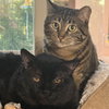 Filbert - Photo 3