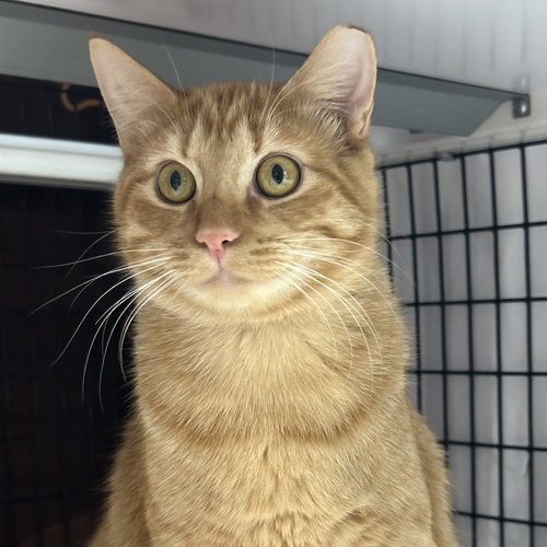 PHIL - Domestic Short Hair available for adoption