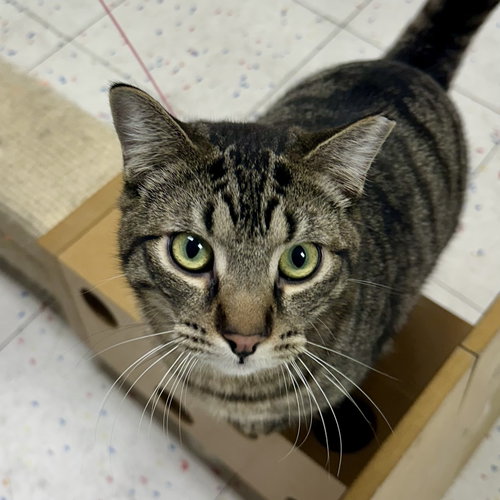 ARLO - Domestic Short Hair available for adoption