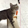 Arlo - Photo 2