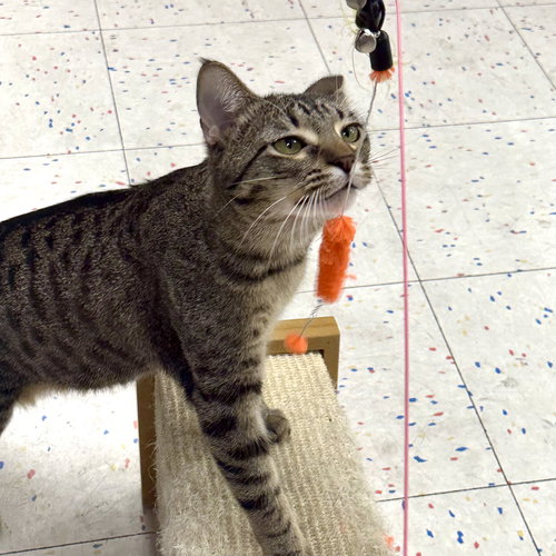 ARLO - Domestic Short Hair available for adoption