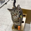 Arlo - Photo 4
