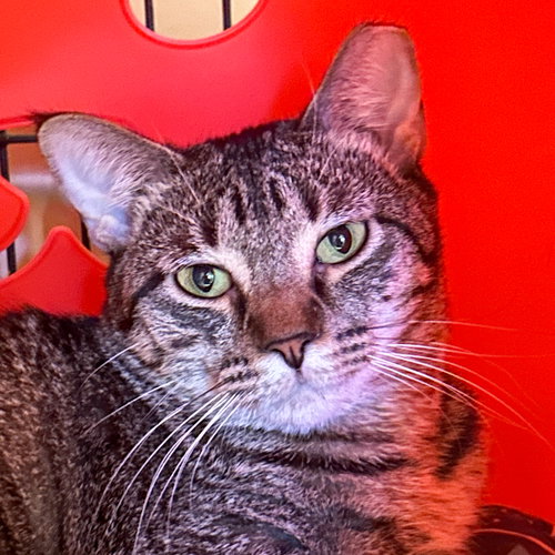 JONI [AND PHIL] - Domestic Short Hair available for adoption