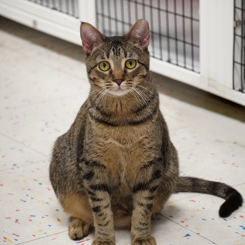 JONI - Domestic Short Hair available for adoption