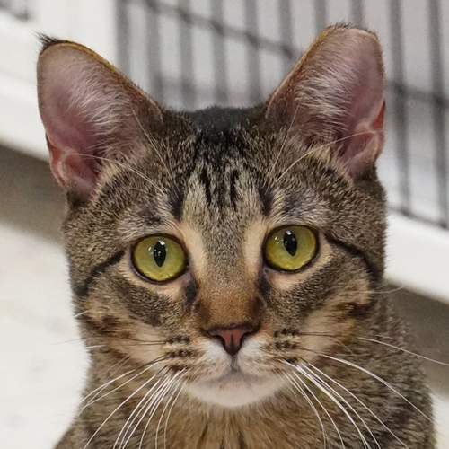 JONI [AND PHIL] - Domestic Short Hair available for adoption
