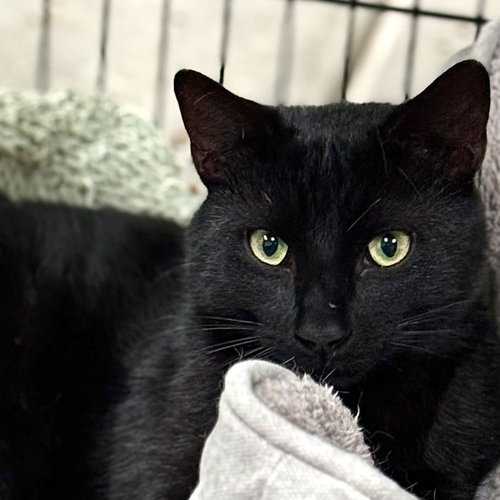 NOCHE - Domestic Short Hair available for adoption
