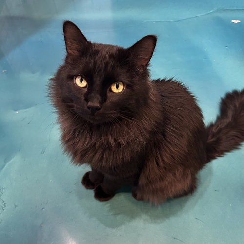 POZOLE - Domestic Medium Hair available for adoption