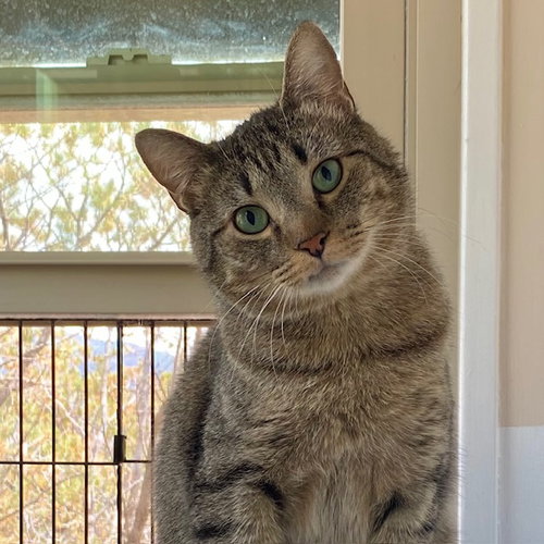 Blackburn, an adoptable Domestic Short Hair in Santa Fe, NM
