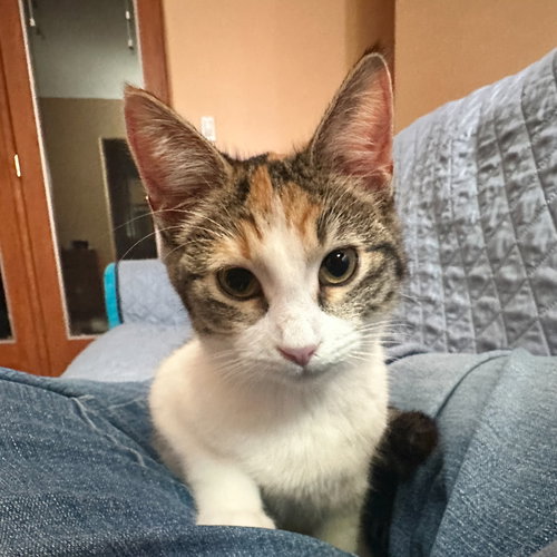 OCARINA [AND CLARINET] - Domestic Short Hair available for adoption