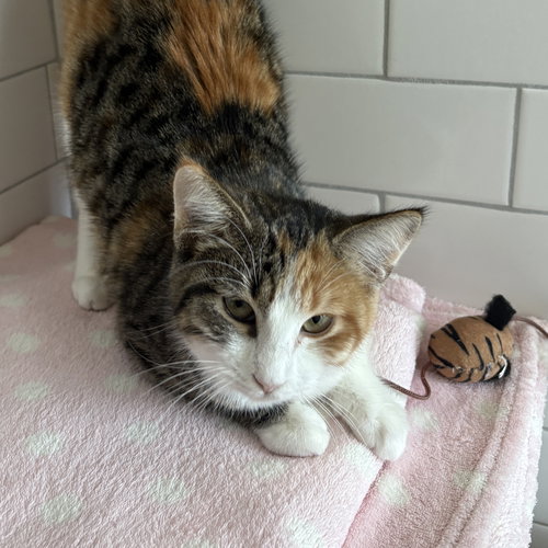 CLARINET [AND OCARINA] - Domestic Short Hair available for adoption