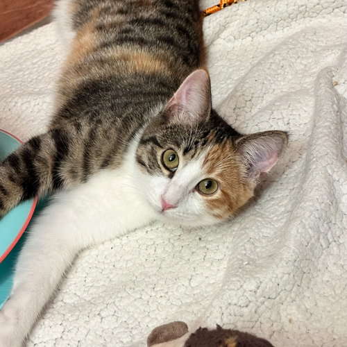 CLARINET [AND OCARINA] - Domestic Short Hair available for adoption