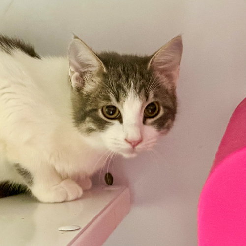 PICCOLO - Domestic Short Hair available for adoption