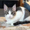 Piccolo - Photo 1