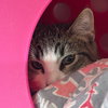 Oboe - Photo 2