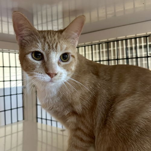 ANTOSITA - Domestic Short Hair available for adoption