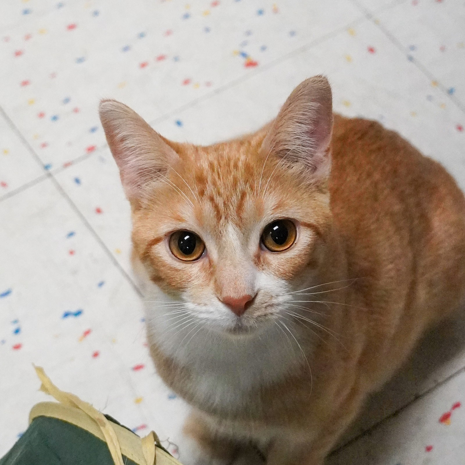 Antosita Image