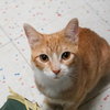 Antosita - Photo 1