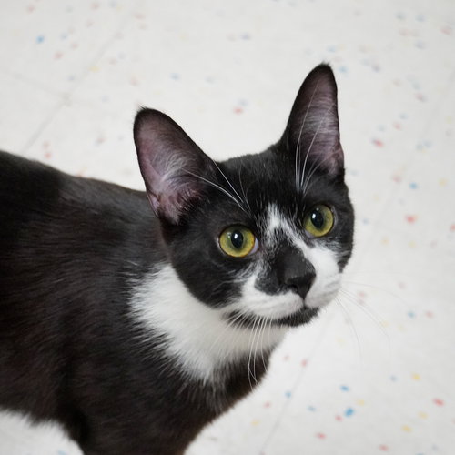 BABY JACKS - Domestic Short Hair available for adoption
