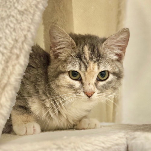 AMARI - Domestic Short Hair available for adoption