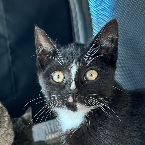 CHECKERS - Domestic Short Hair available for adoption
