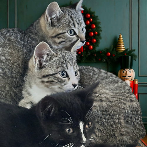 BOGGLE - Domestic Short Hair available for adoption