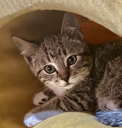 BINGO - Domestic Short Hair available for adoption