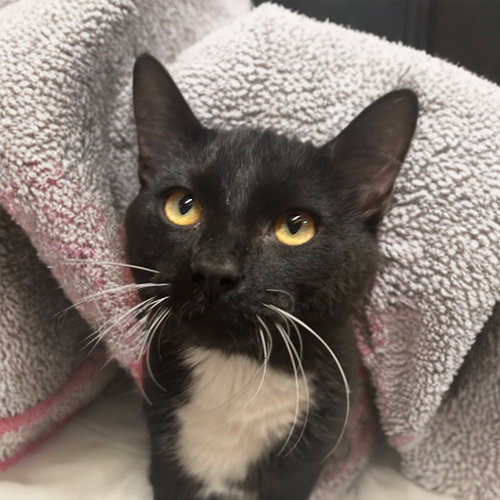 LUIGI - Domestic Short Hair available for adoption