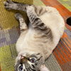 Sesame - Photo 4