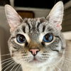 Sesame - Photo 1