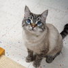Sesame - Photo 2