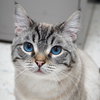 Sesame - Photo 3