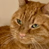 Ronan - Photo 4