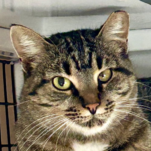 MALIBU - Domestic Short Hair available for adoption