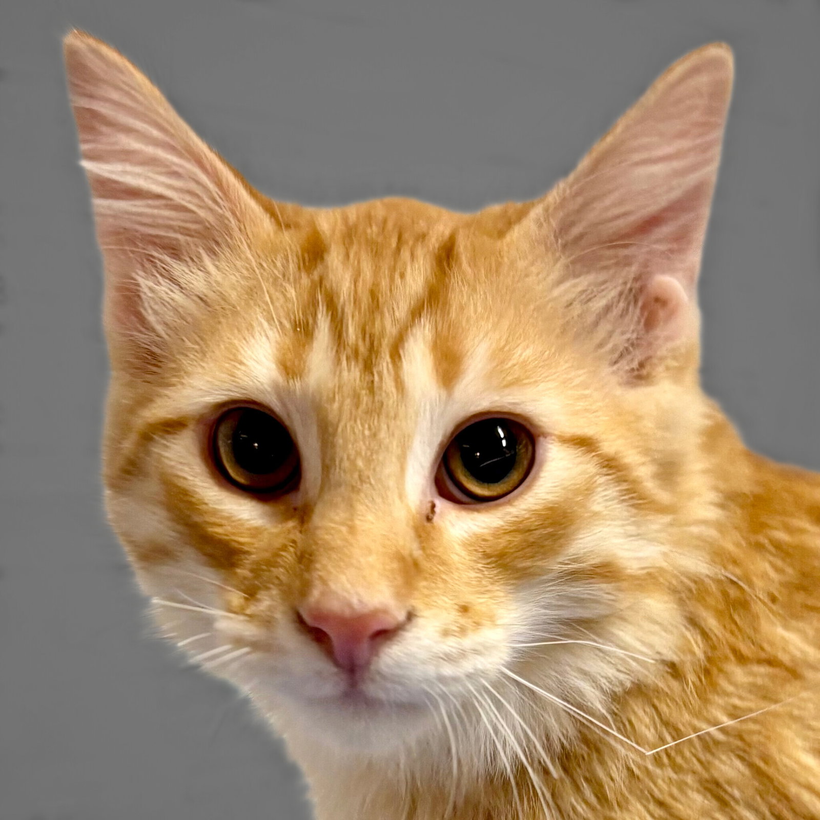 Cheddar Image