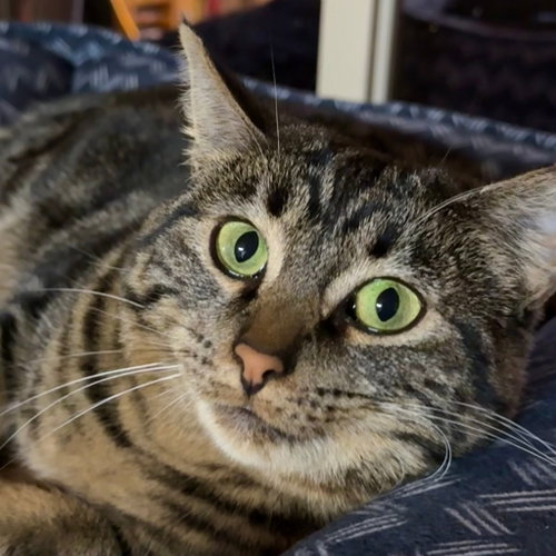 Jem [and Filbert], an adoptable Domestic Short Hair in Santa Fe, NM
