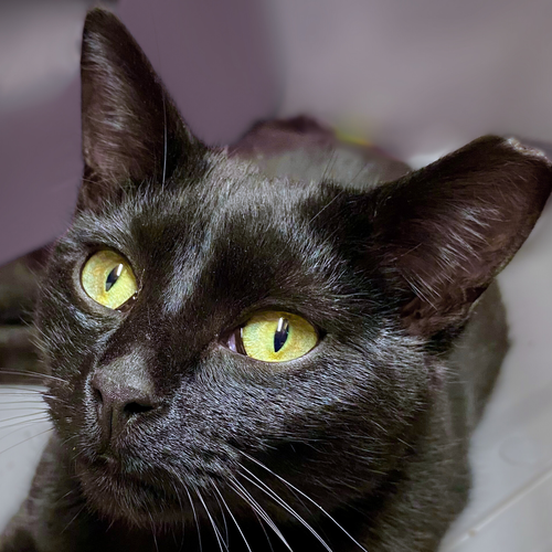 picture of the cat needing adoption
