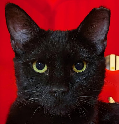 Hank Williams, an adoptable Domestic Short Hair in Santa Fe, NM